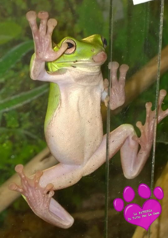 rana-litoria