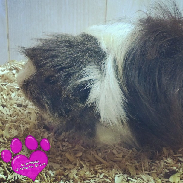 cavia2