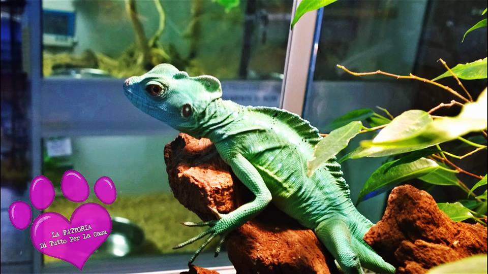 basiliscus