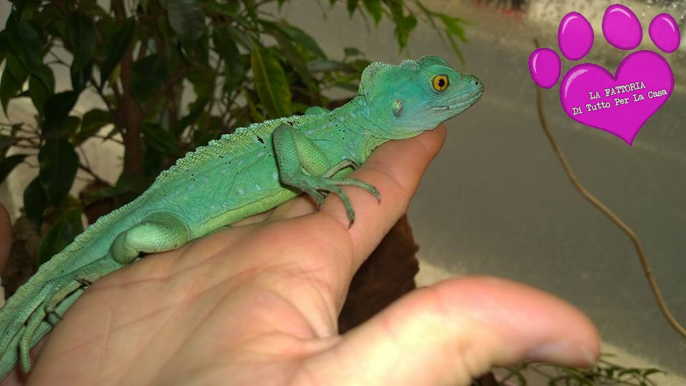 basiliscus2