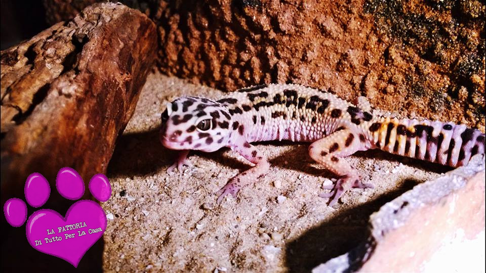 geco-leopardino