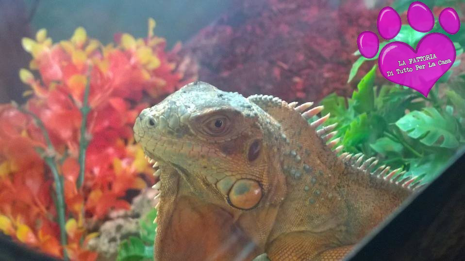 iguana-rossa