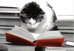 gatto-su-un-libro