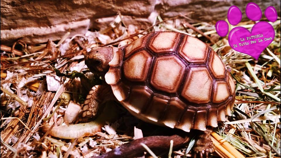 testudo-sulcata